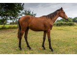 Louis'Saga m. 2021 par Tiger Groom & Humoriste - Septembre 2021