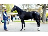 Gousse Vanille - Top price vente Osarus 100% Obstacle 2018