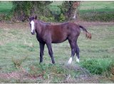 Toy des Mottes, à l'âge de foal