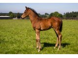 n. 2020 m. Authorized & Caprika Bella