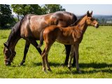 n. 2020 m. Authorized & Caprika Bella
