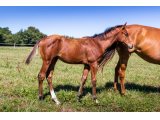 n. 2020 m. Elm Park & Double et Pas - Juillet 2020