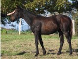 Femelle par Maresca Sorrento et Ewing des Mottes. 3/4 soeur de Farlow des Mottes (octobre 2014)