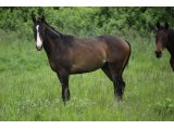 Wealth des Mottes, à l'âge de yearling