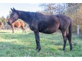 Fortune de Beaufeu par Monitor Closery & Ténébreuse Gemm