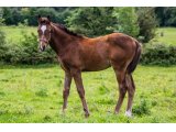 n. 2021 m. Highland Reel & Madhyana - août 2021