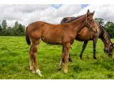 n. 2021 m. Highland Reel & Madhyana - août 2021