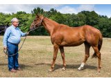 La Divette 2018 f. Cockney Rebel & Speedy Blue