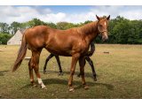 La Divette 2018 f. Cockney Rebel & Speedy Blue