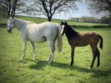 m.20 Teskaline x Cokoriko (Photo prise le 09/04/2020)
