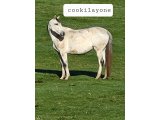 Cookilayone
