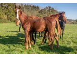 Ksar Joly 2020 m. Barastraight & Prudence Jolie