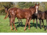 Ksar Joly 2020 m. Barastraight & Prudence Jolie