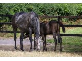 Xagere (Kendargent & Xanadu Bliss)