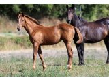 f. Chipie Collonges 20 (Aout 2020)