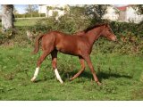 Mâle 2015 par Frisson du Pecos et Onyx de Roches