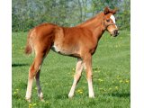 HONEYSUCKLE ROSE FOAL