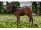 n. 2021 f. Bathyrhon & Alkia d'Oudiaires - juin 2021