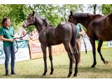 In Capri, Sprinter Sacré Show 2018 (©Zuzanna Lupa)