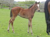 Moonlight In Paris Foal