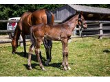 n. 2020 m. Great Pretender & Divinéa