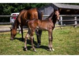 n. 2020 m. Great Pretender & Divinéa