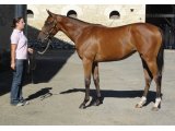 ETOILE D'ALIENOR YEARLING