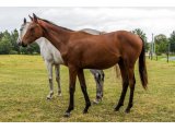Louis'Saga m. 2021 par Tiger Groom & Humoriste - Septembre 2021