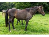 Quecy de Chadzeau par Saint des Saints & Hygie
