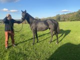Klassic boy yearling 