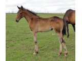 Barra Foal