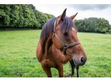 Devise d'Oudairies par Saint des Saints & Jade d'Oudairies
