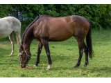 One Amy, par Spirit One et Slamy
