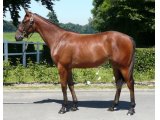 Chaudree Yearling