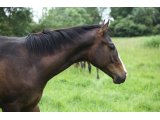 Wealth des Mottes, à l'âge de yearling