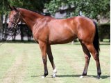 Iteration Yearling