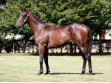 LUSAIL YEARLING