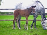 LUSAIL FOAL