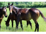 Yearling