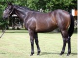 SUPERB STORY YEARLING