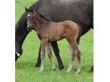 SUPERB STORY FOAL