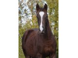 Brio des Mottes à l'âge de foal en novembre
