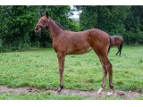 n. 2021 m. Kapgarde & Une d'Oudairies - juin 2021