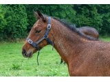 n. 2021 m. Kapgarde & Une d'Oudairies - juin 2021