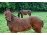 n. 2021 m. Kapgarde & Une d'Oudairies - juin 2021
