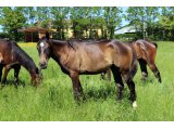 Yearling