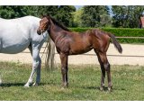 n. 2020 f. Hot Streak & Roche Ambeau
