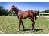 n. 2020 f. Hot Streak & Roche Ambeau