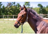 n. 2020 f. Hot Streak & Roche Ambeau