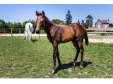 n. 2020 f. Hot Streak & Roche Ambeau